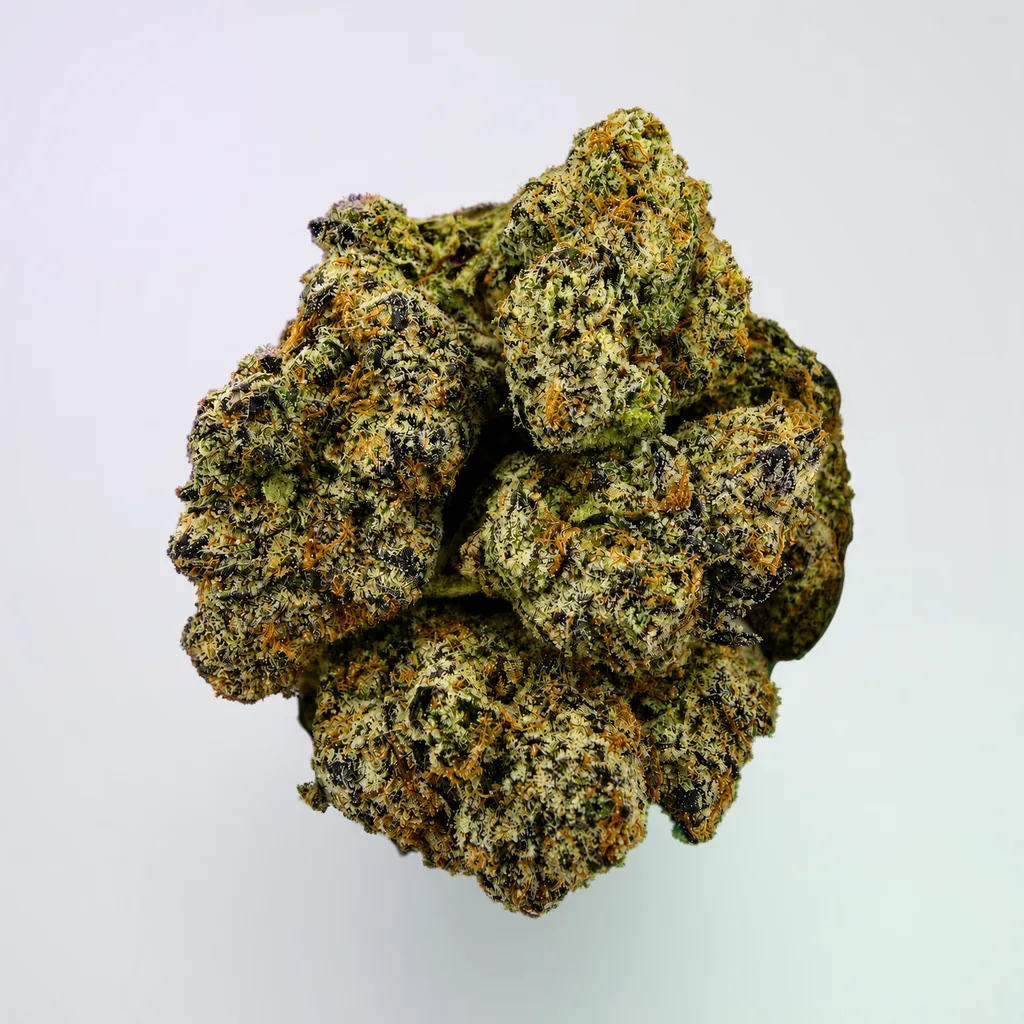 Gelato G41 -7G - Image 1
