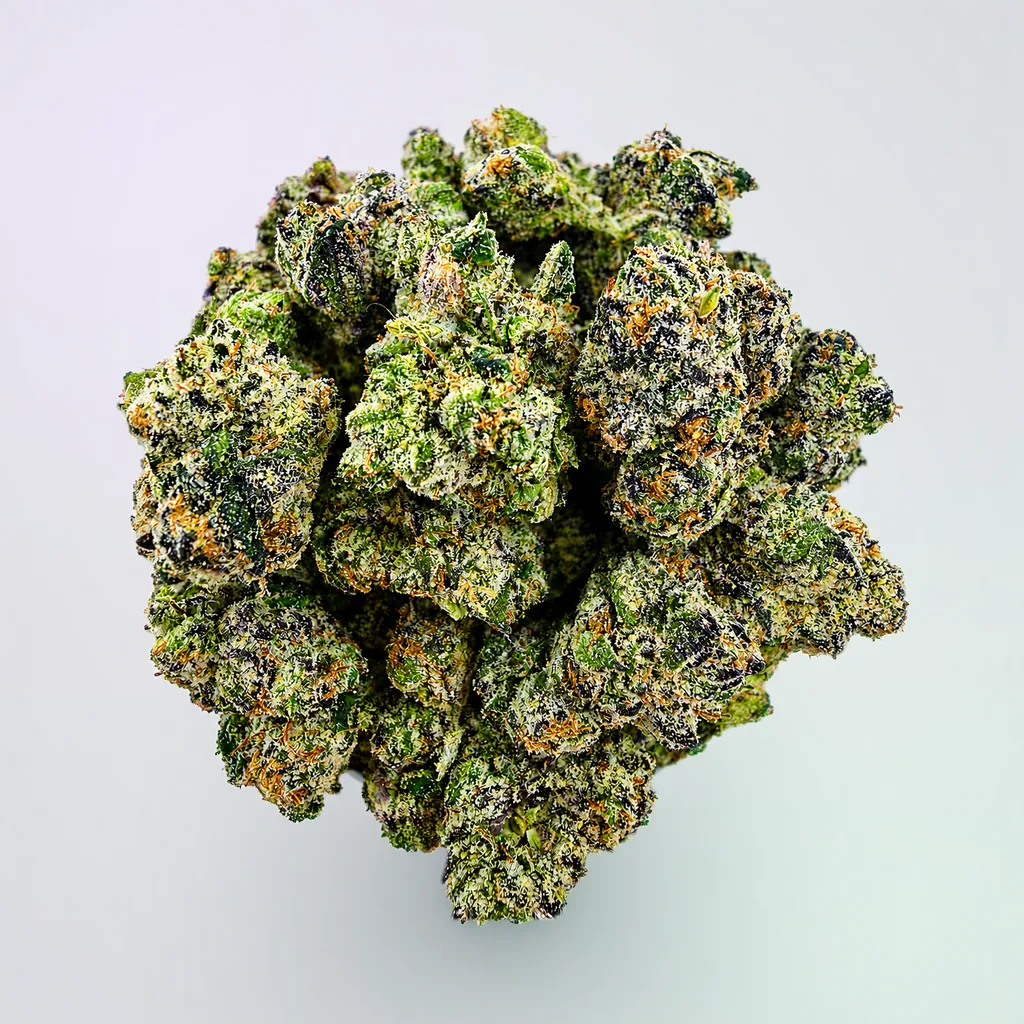 Gelato G41 Small/ Medium -14G