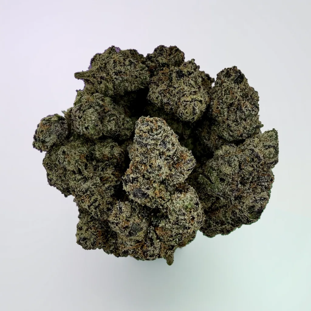 Ursula (DOJA) | 14g - Image 1